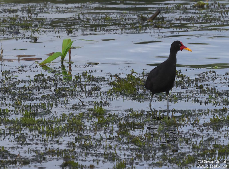 Jacana noirjuvénile