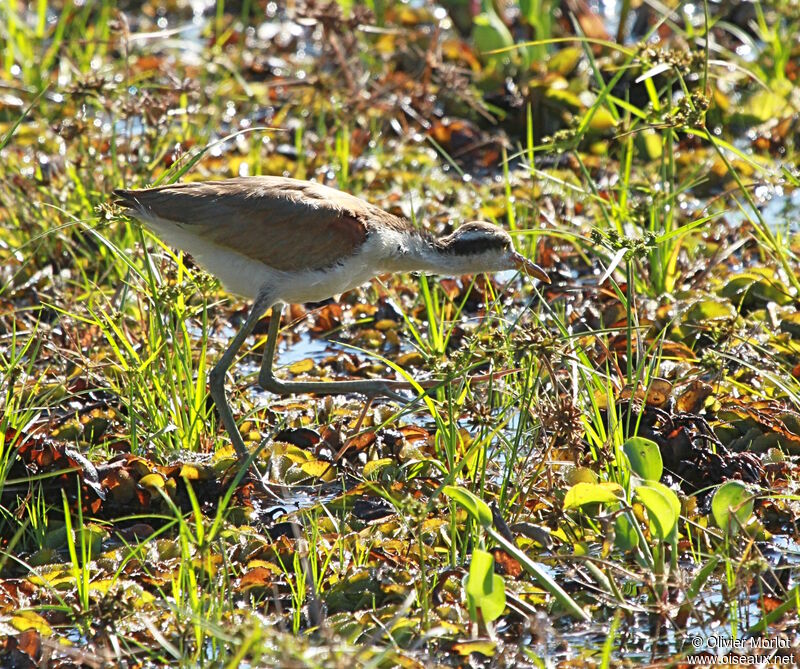 Jacana noirjuvénile