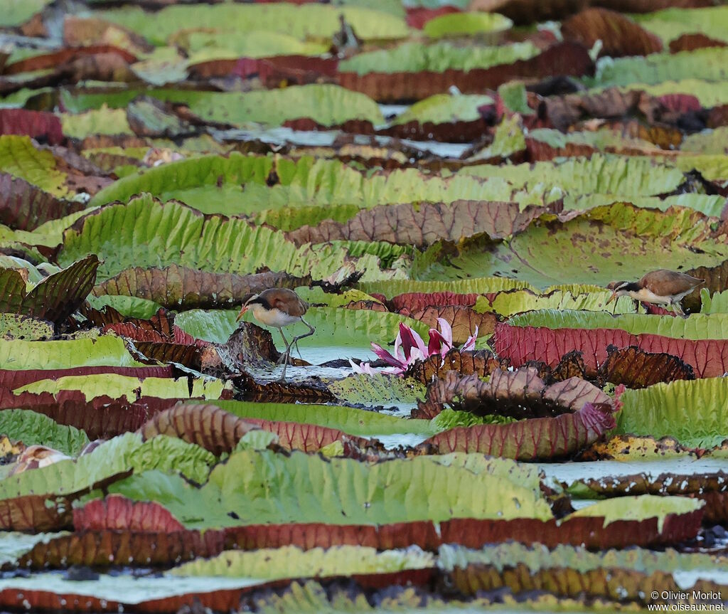 Jacana noirjuvénile