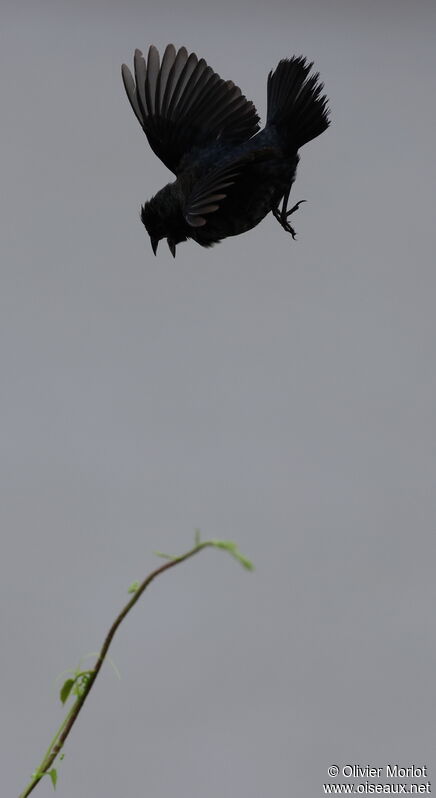 Blue-black Grassquit