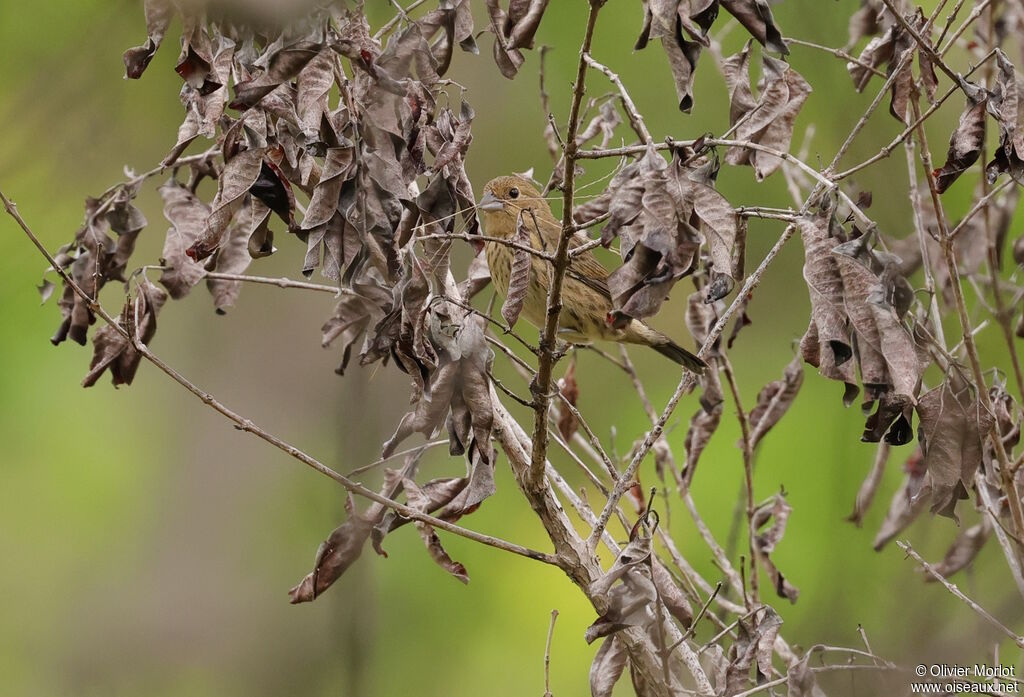 Jacarini noir femelle