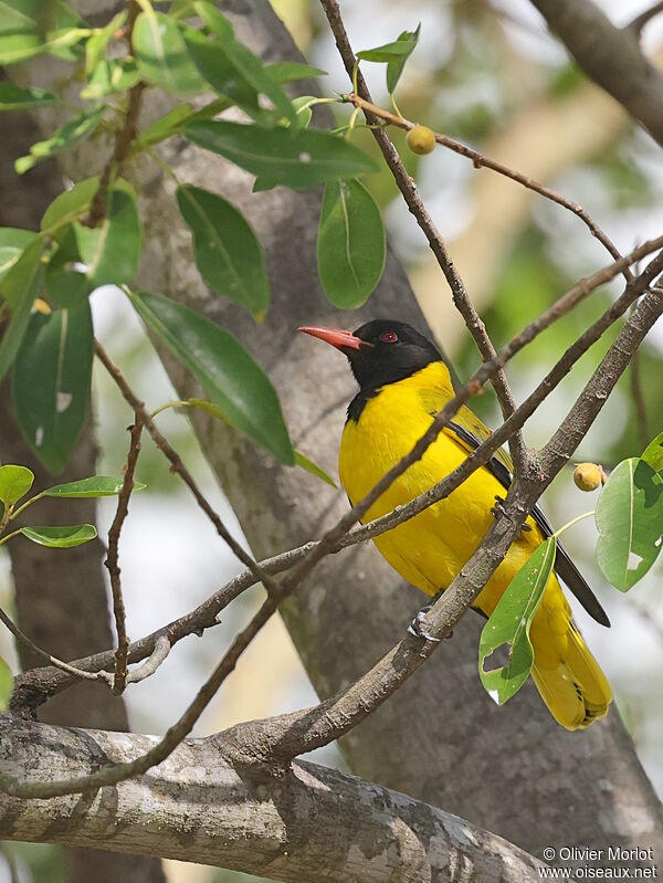 Black-headed Oriole