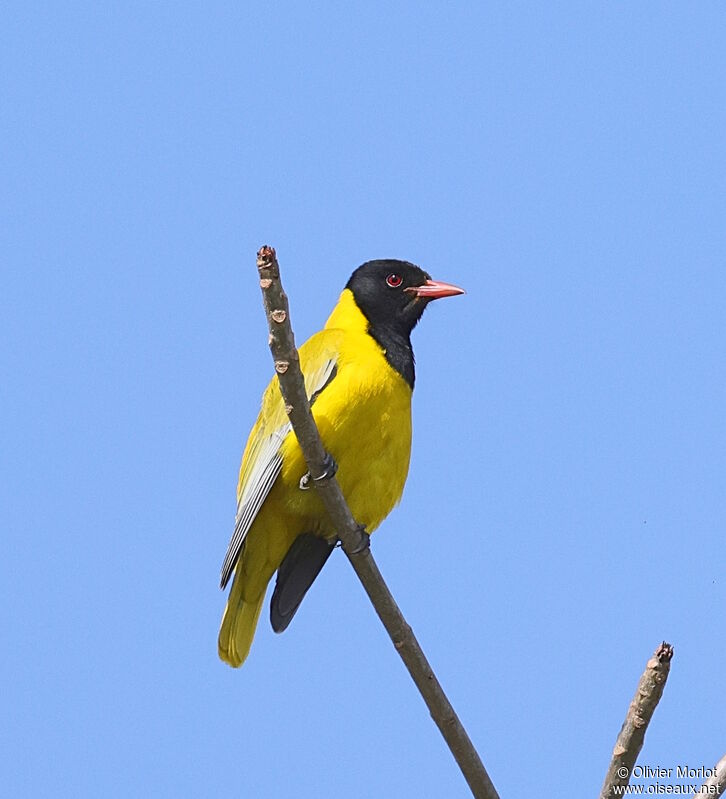 Black-headed Oriole