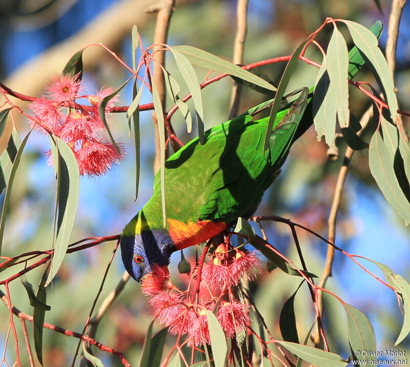 Coconut Lorikeet