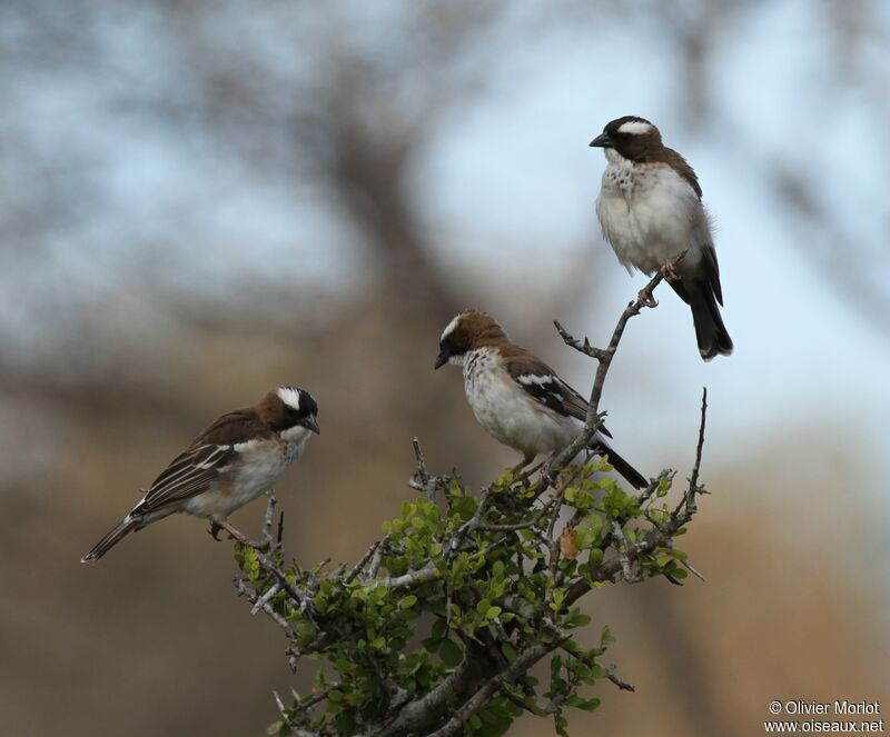 White-browed Sparrow-Weaver