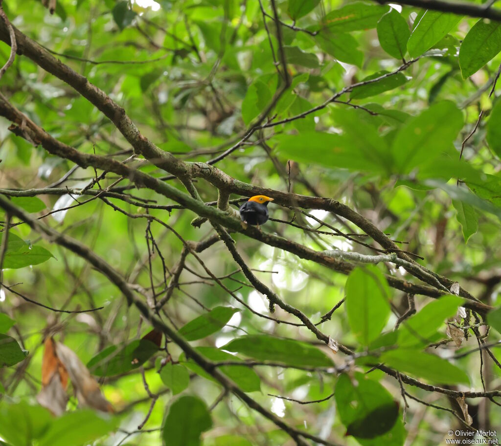 Manakin à tête d'or mâle