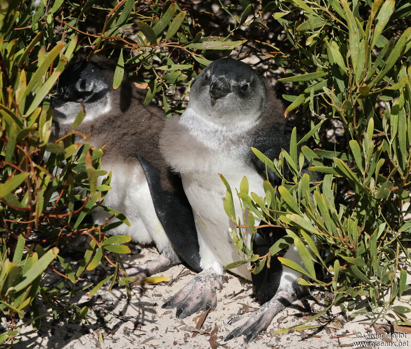 African Penguin