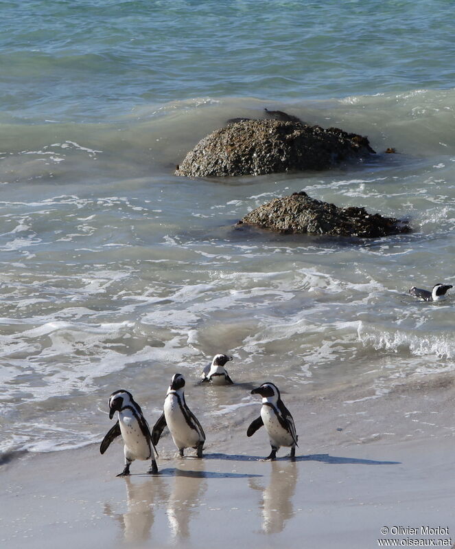 African Penguin