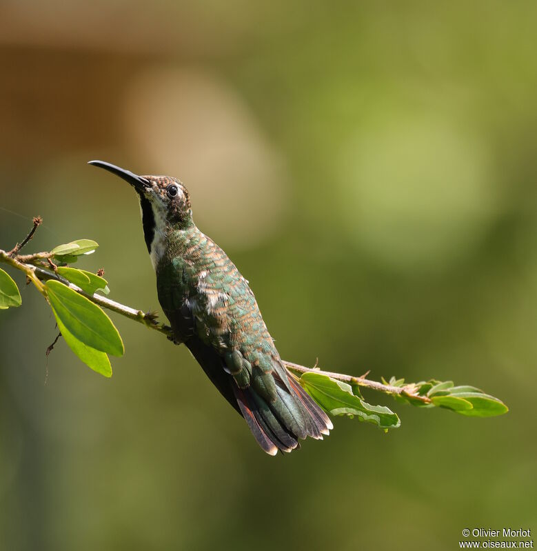 Black-throated Mango female