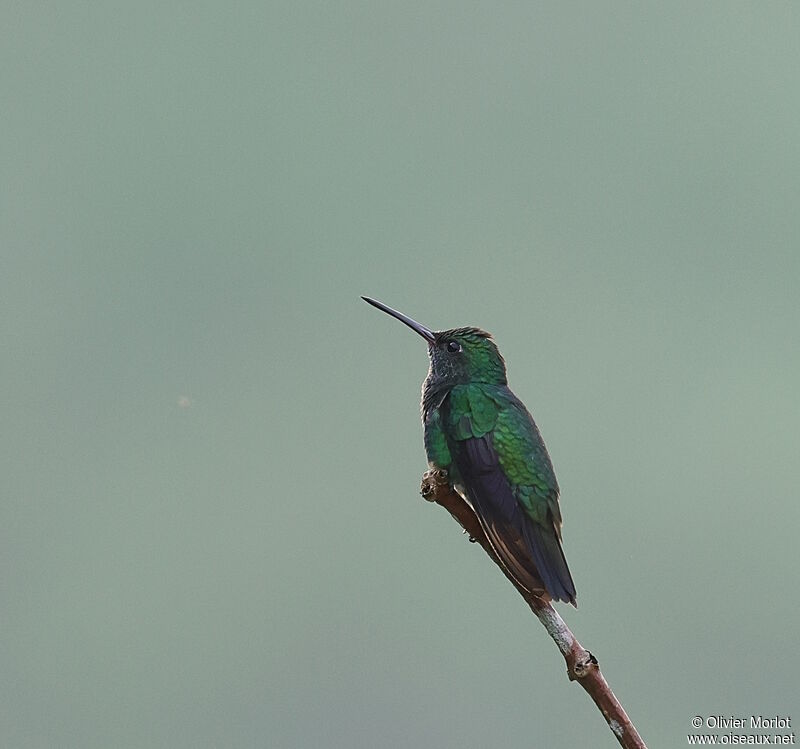 Black-throated Mango male