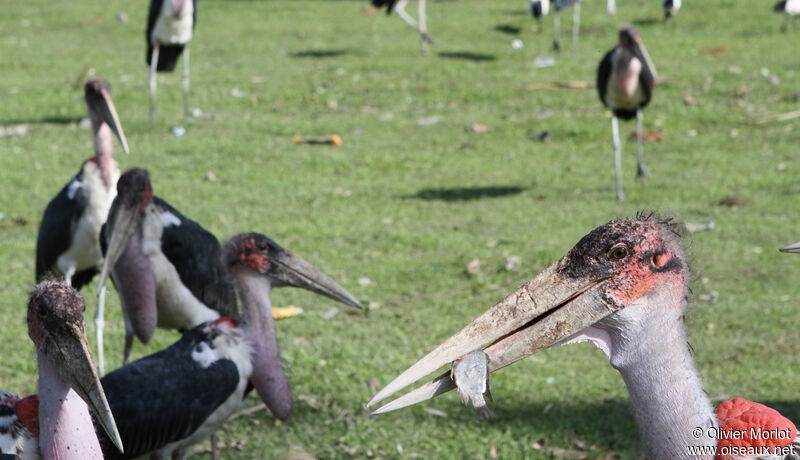 Marabou Stork