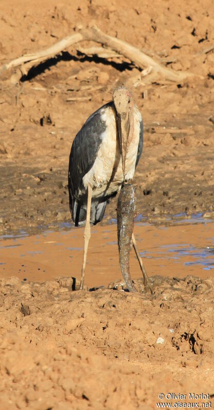 Marabou Stork