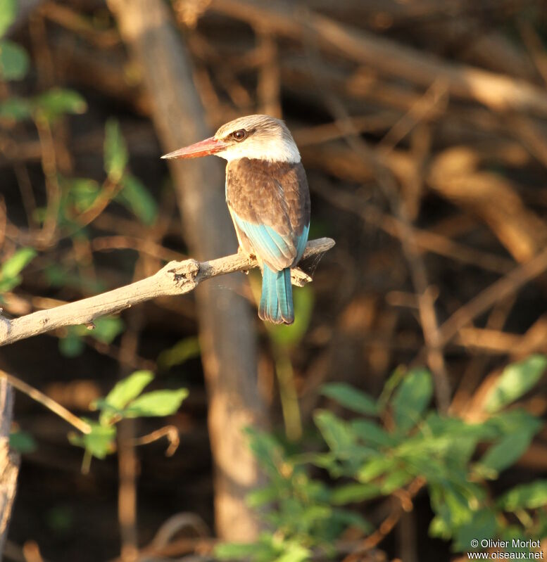 Brown-hooded Kingfisher