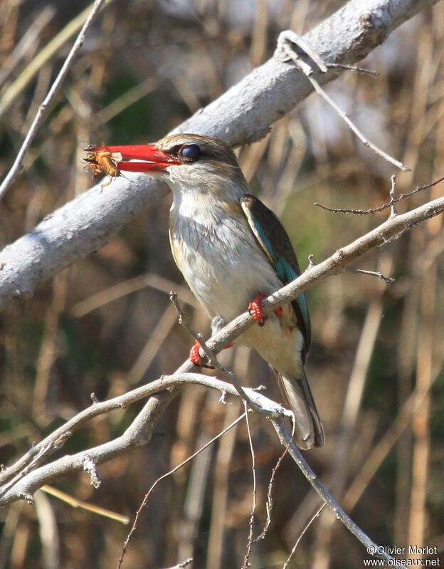 Brown-hooded Kingfisher