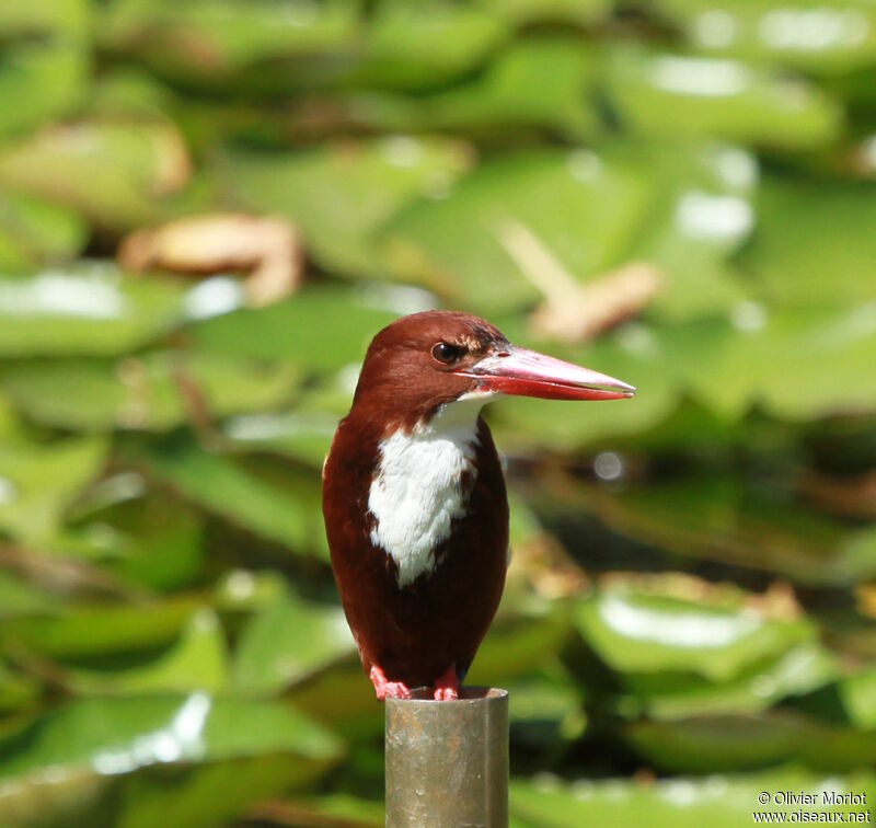 White-throated Kingfisher