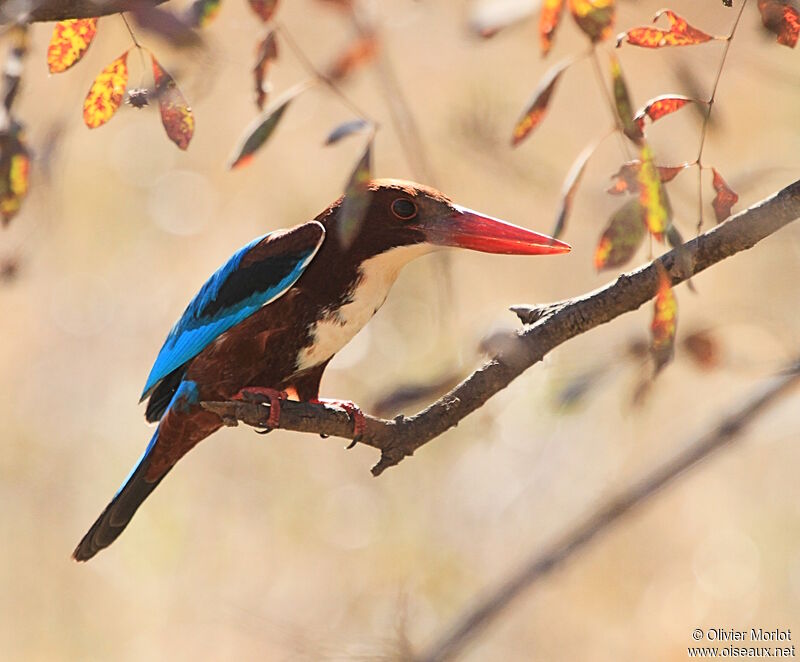 White-throated Kingfisher