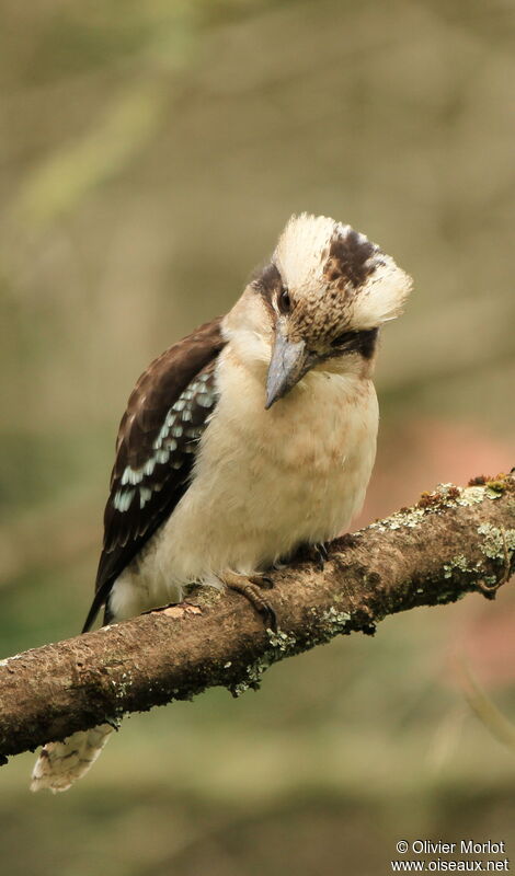 Laughing Kookaburra