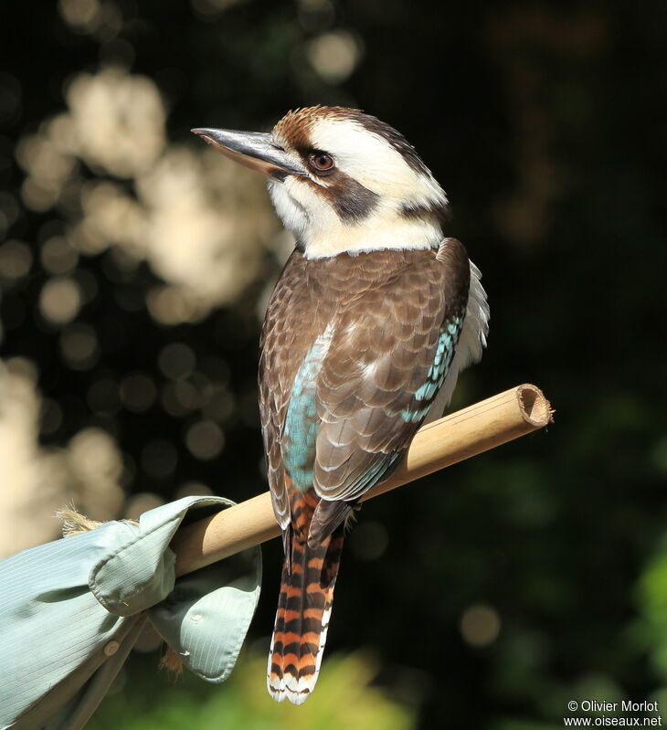 Laughing Kookaburra