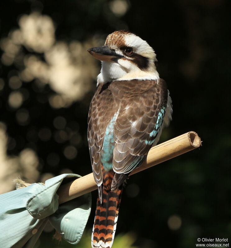 Laughing Kookaburra