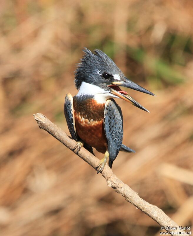 Ringed Kingfisher