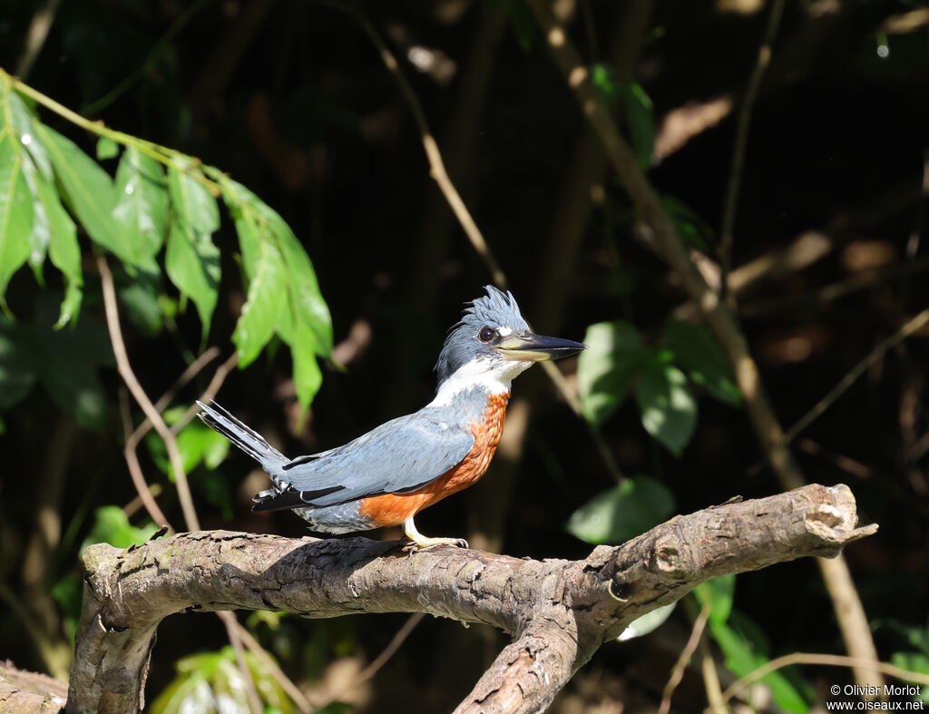 Martin-pêcheur à ventre roux mâle