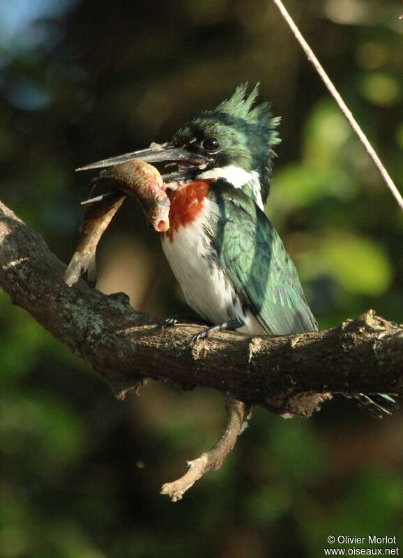 Amazon Kingfisher