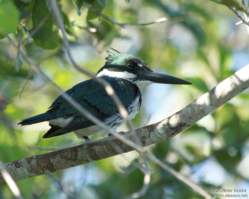 Amazon Kingfisher female