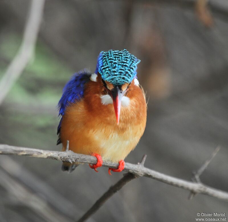 Malachite Kingfisher