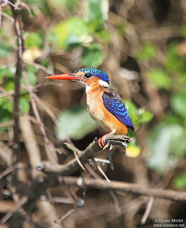 Malachite Kingfisher