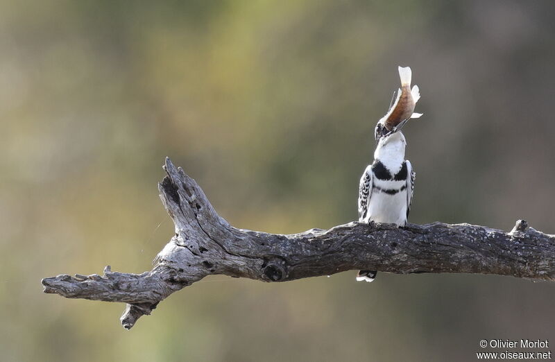 Pied Kingfisher