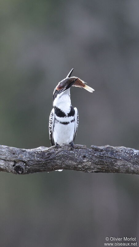 Pied Kingfisher