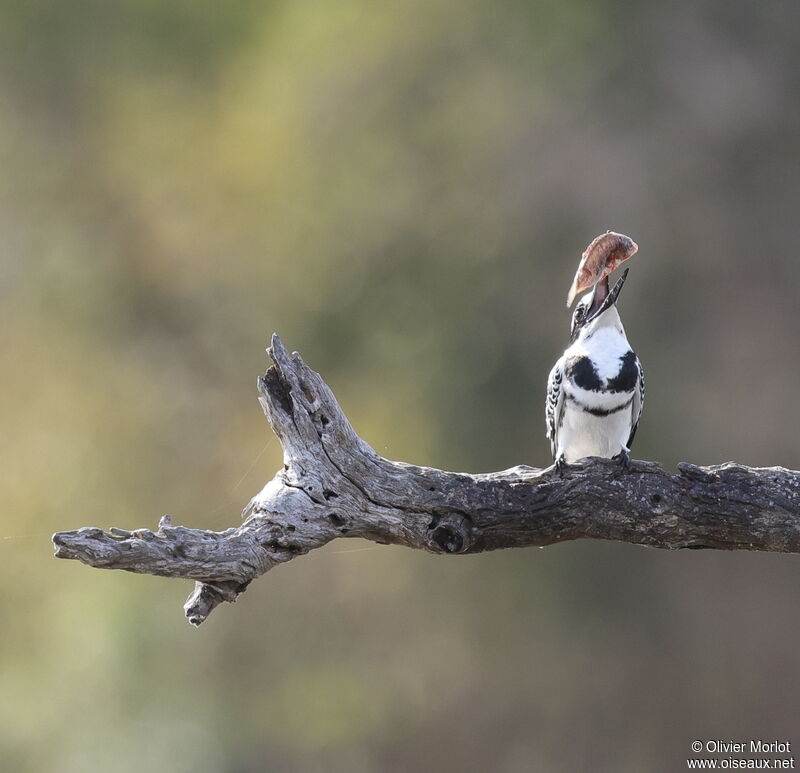 Pied Kingfisher