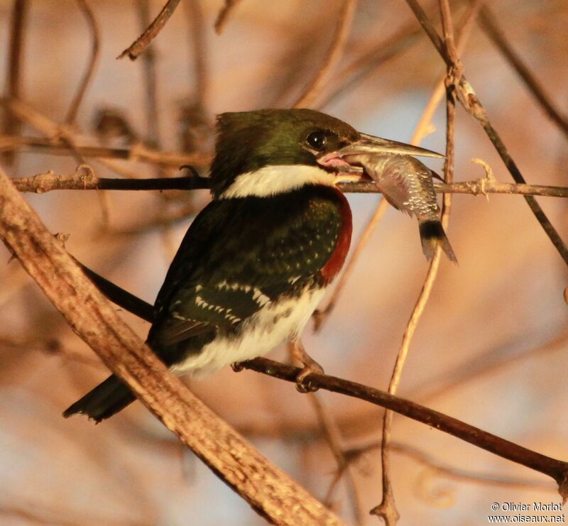 Green Kingfisher