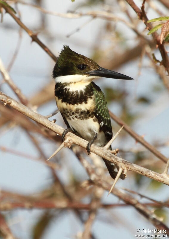 Green Kingfisher female