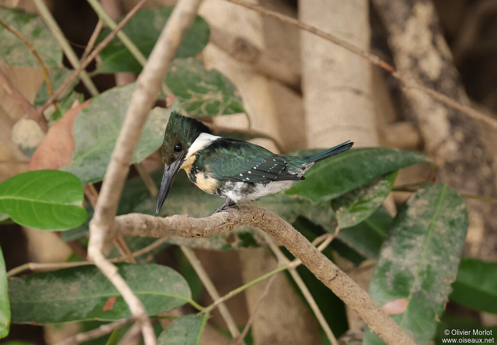 Martin-pêcheur vertimmature