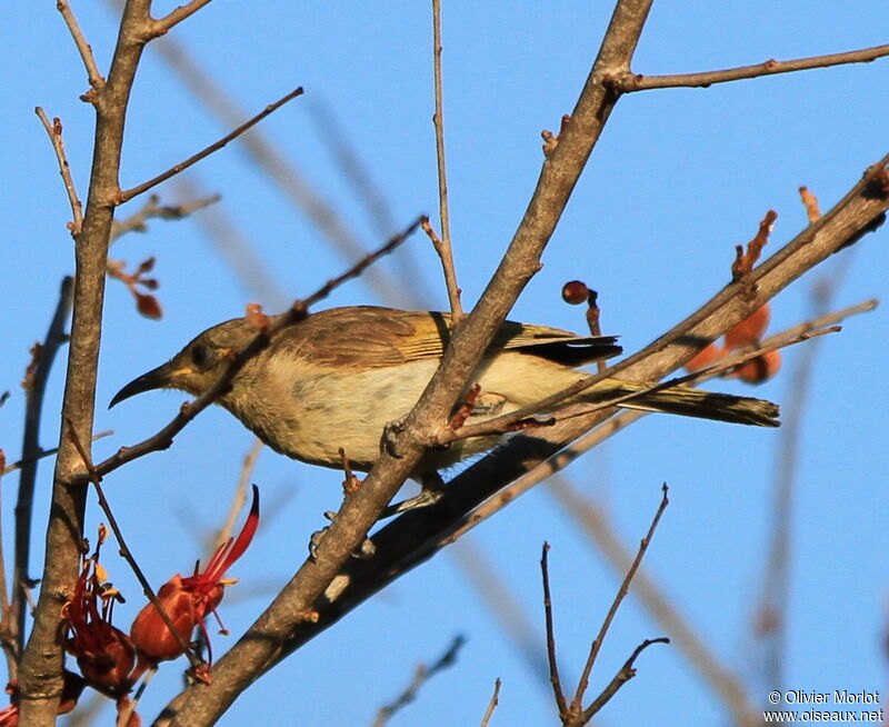 Brown Honeyeater