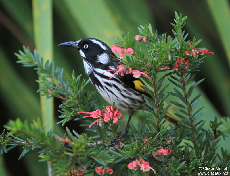 New Holland Honeyeater