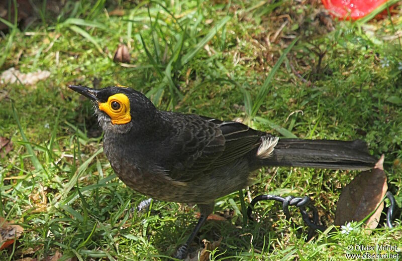 Common Smoky Honeyeater