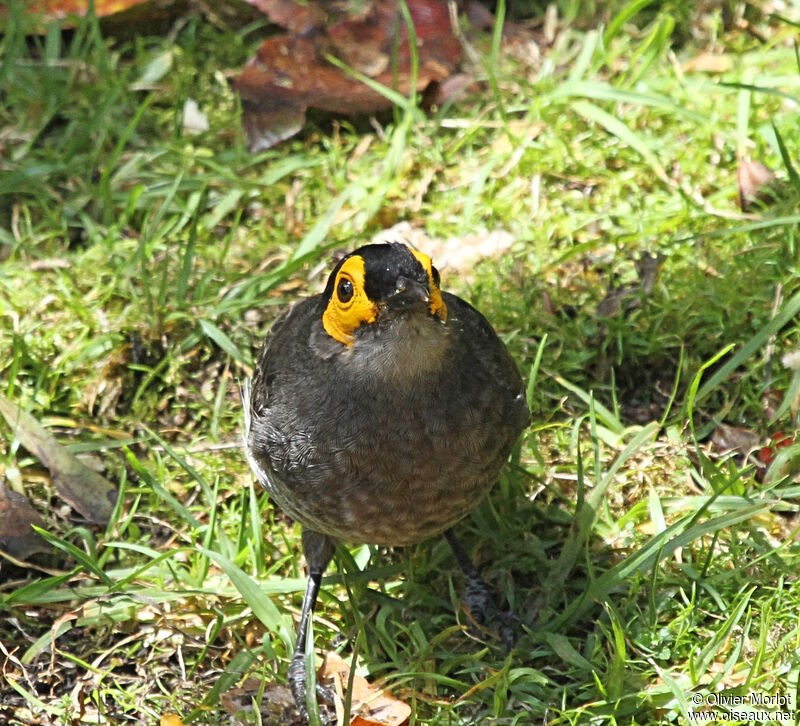 Common Smoky Honeyeater