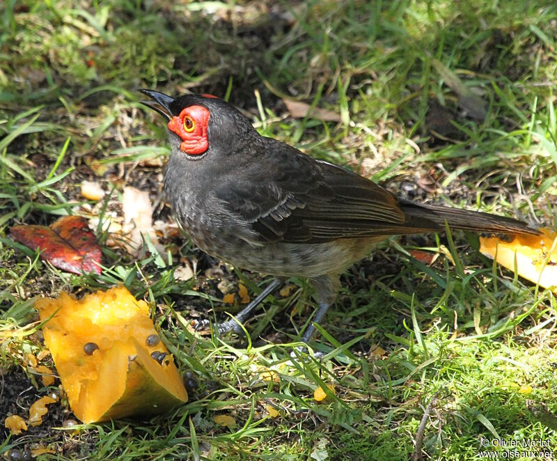 Common Smoky Honeyeater