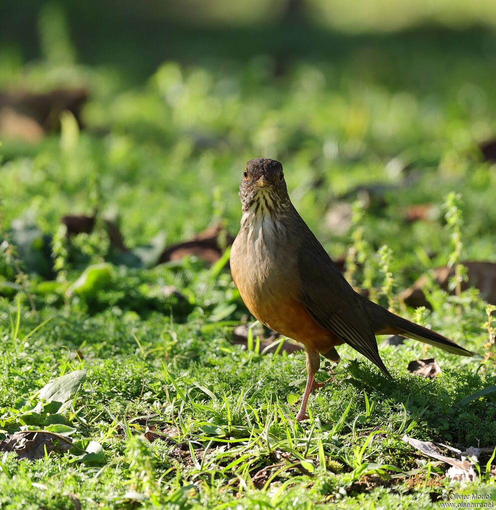 Rufous-bellied Thrush