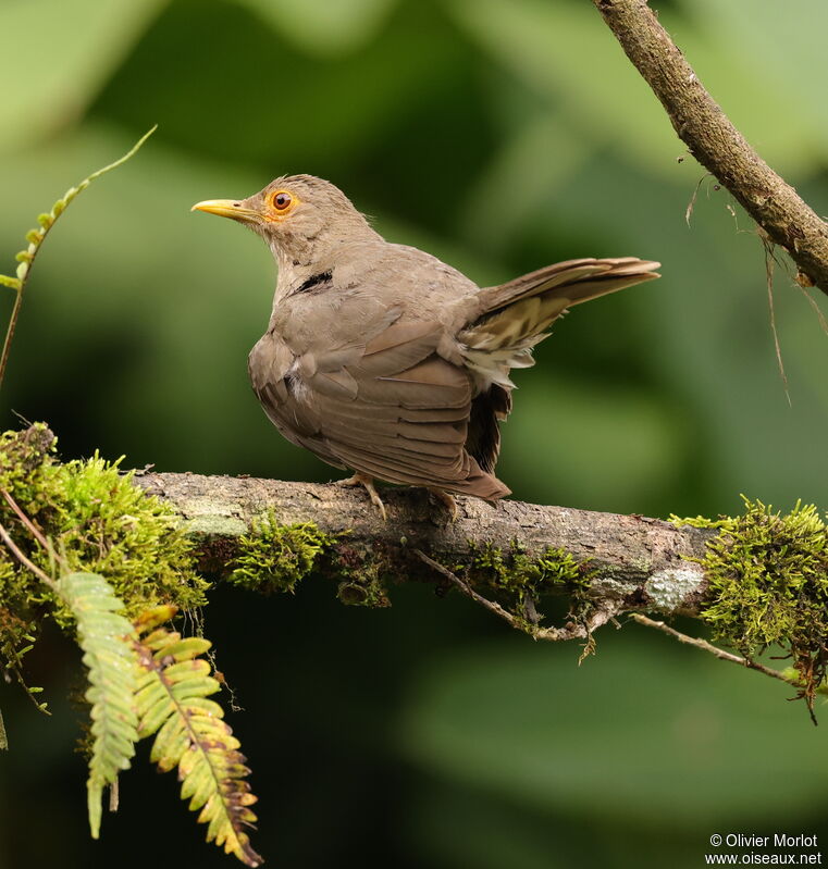 Ecuadorian Thrush