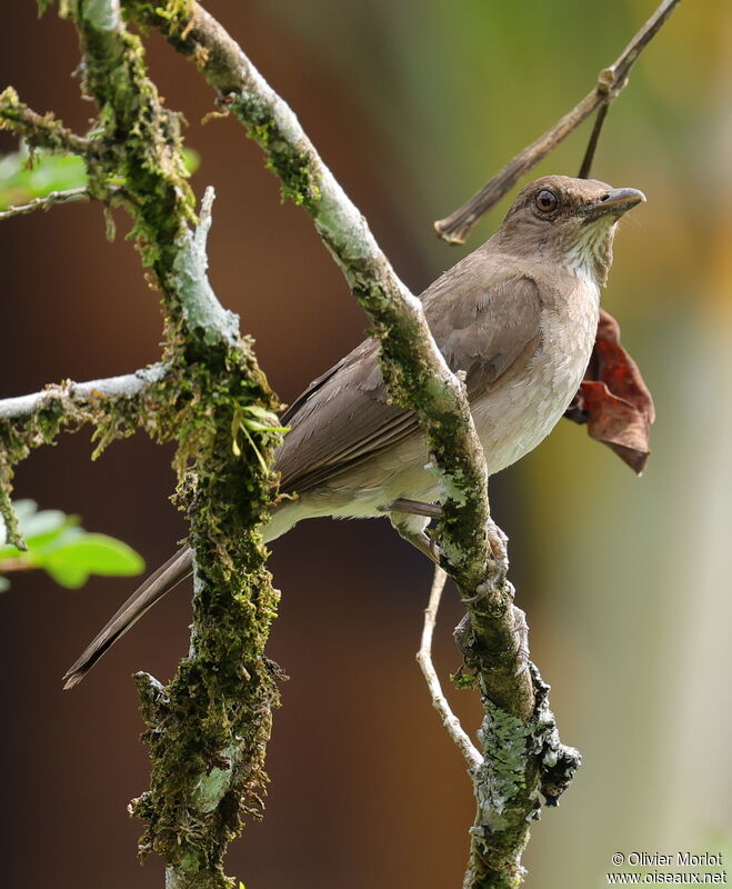 Hauxwell's Thrush