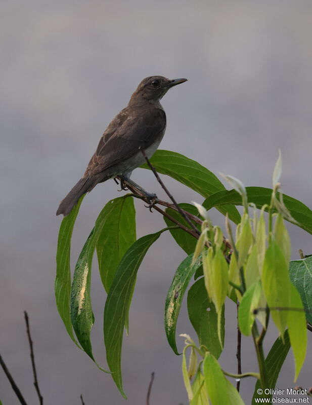 Hauxwell's Thrush