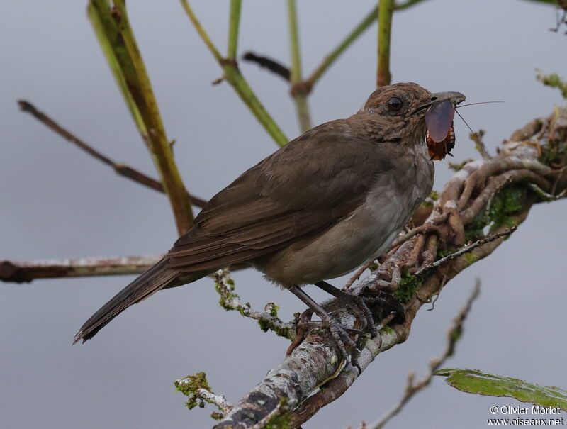 Hauxwell's Thrush