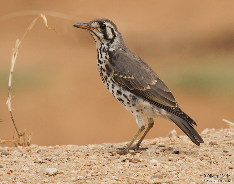 Groundscraper Thrush