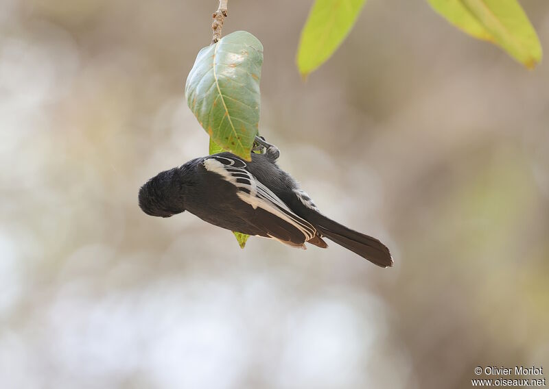 Southern Black Tit