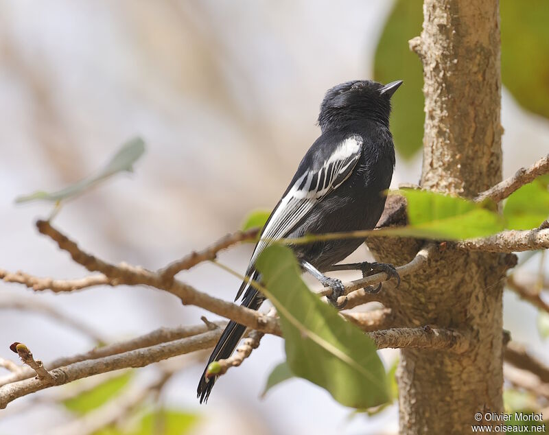 Southern Black Tit