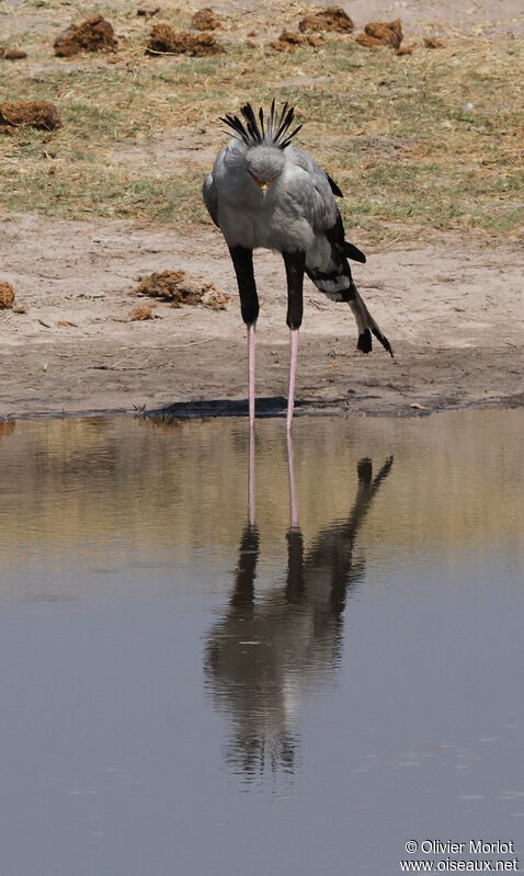 Secretarybird