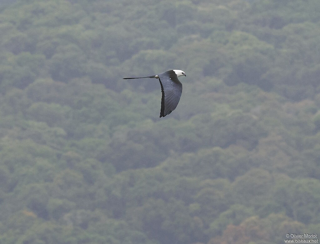 Swallow-tailed Kite